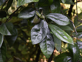 Diospyros tutcheri Dunn  岭南柿_ZLX2674_334.jpg